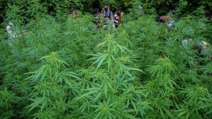 Ladang Ganja Raksasa di Aceh Dimusnahkan!