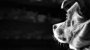 Anjing Dikulik Hidup-hidup! Polisi Buru Pelaku Sadis