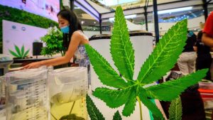Rahasia Riset Ganja Medis Terungkap? LGN Desak BNN!