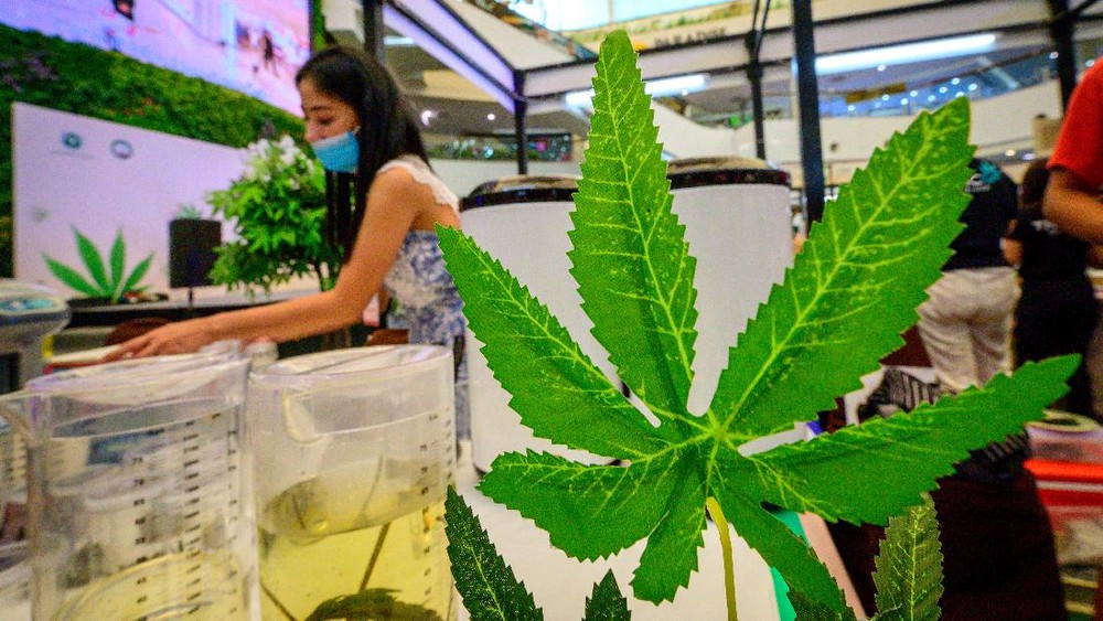 Rahasia Riset Ganja Medis Terungkap? LGN Desak BNN!