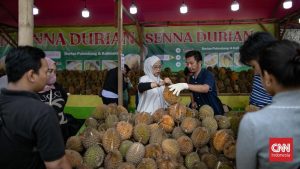 Durian Ilegal Banjiri RI! Petani Lokal Menjerit?