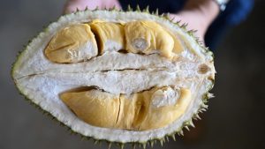 Durian Malaysia Ilegal Diblokir!