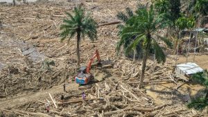 Terkuak! Dalang Banjir Kayu Sumatra Akhirnya Terjerat!