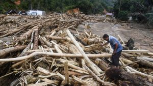 Banjir Bawa Berkah? Kayu Gratis untuk Korban Sumut!