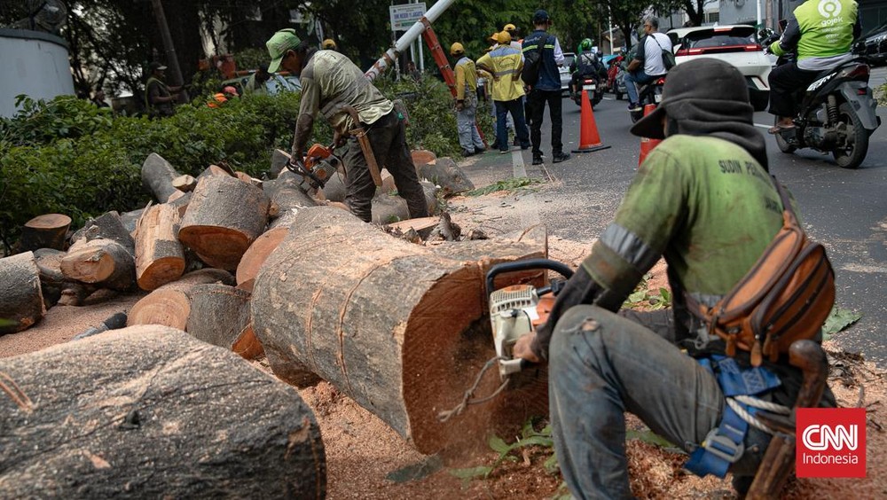 Jakarta Siaga! Waspada Pohon Tumbang, Laporkan Sekarang!