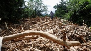 Maut! Banjir Bandang Kirim Kayu, Rumah Lenyap!