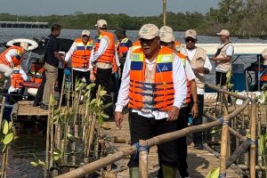 Masa Depan Generasi Terjamin! Bali Jadi Pusat Penyelamatan Mangrove!