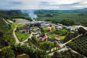 Revolusi Energi! Sawit Indonesia Siap Guncang Dunia